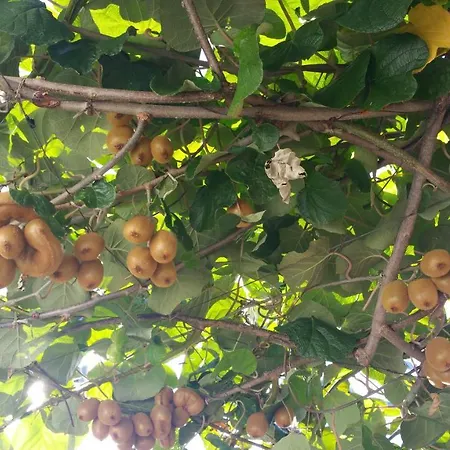 Dei Fiori Frühstückspension Capri