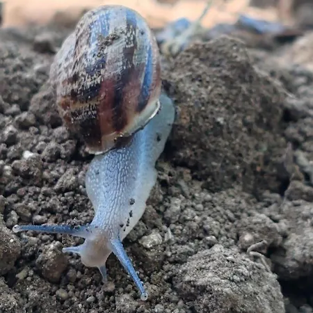 Frühstückspension Dei Fiori