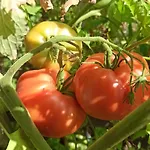 Dei Fiori 3*