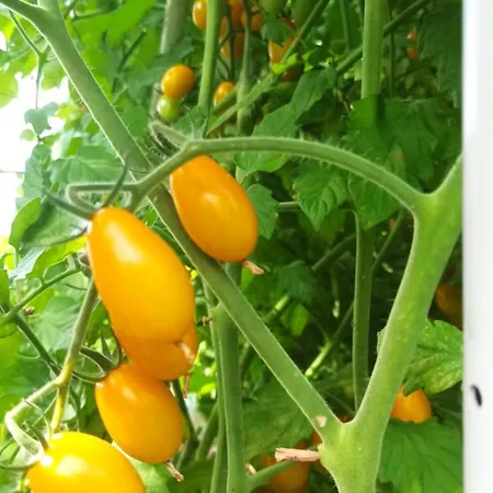 Dei Fiori Bed & Breakfast