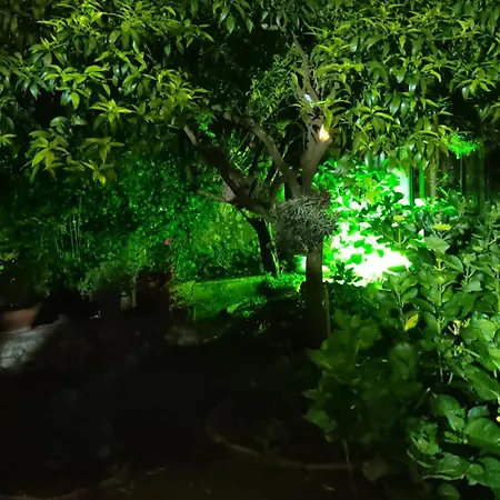 Dei Fiori *