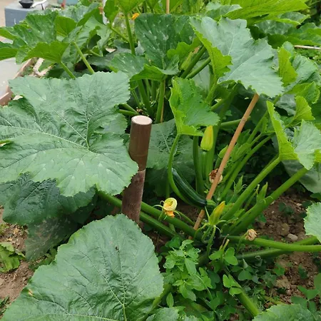 Dei Fiori Capri