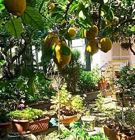 Dei Fiori