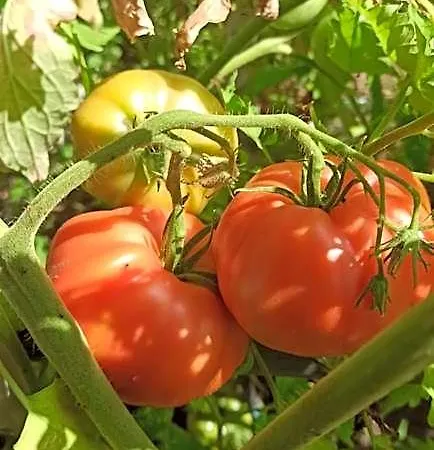 Alojamento de Acomodação e Pequeno-almoço Dei Fiori Capri