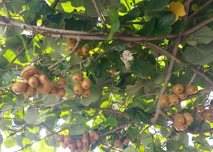 Dei Fiori Frühstückspension Capri