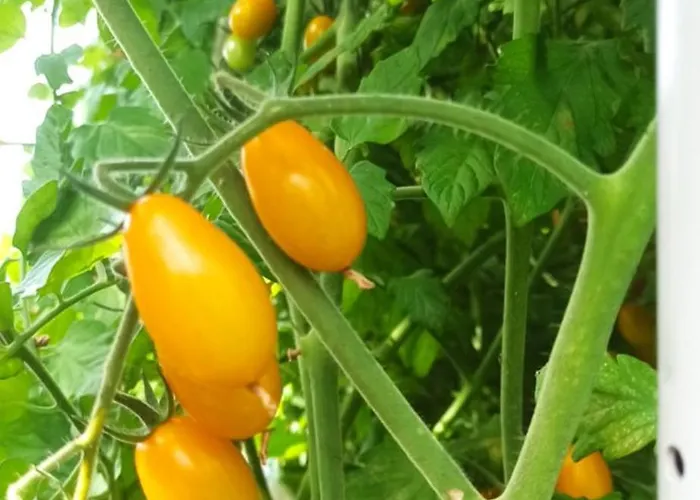 Dei Fiori Frühstückspension