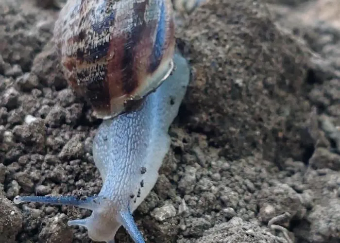 Bed & Breakfast Dei Fiori