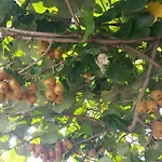 Dei Fiori Bed and Breakfast Κάπρι