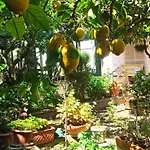 Dei Fiori Bed and Breakfast Κάπρι